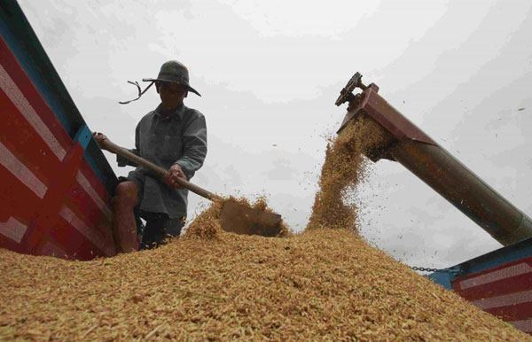 Intervention puts Thai rice exporters in peril