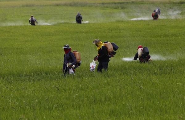 Intervention puts Thai rice exporters in peril