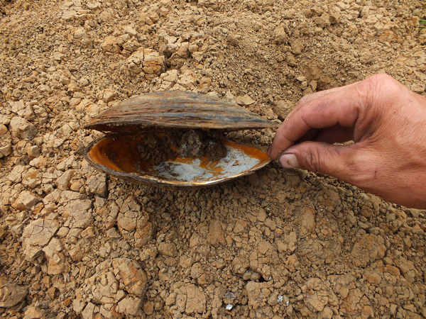 Drought hurts crops, fish in C China