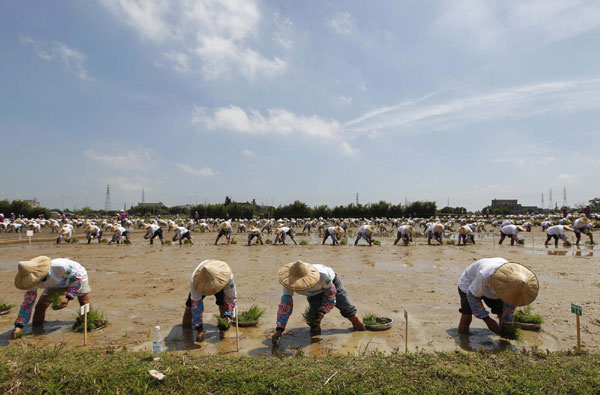 Taiwan farmers register rice planting Guinness record