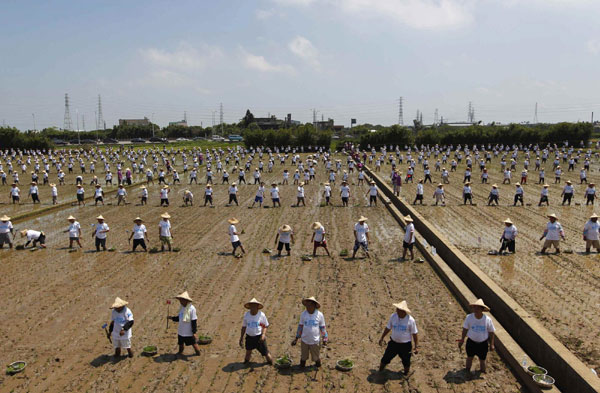 Taiwan farmers register rice planting Guinness record