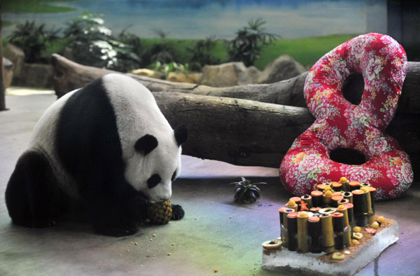 Pandas celebrate 8th birthday in Taipei