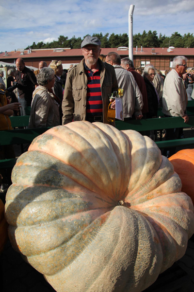 Pumpkin-weighing competition held in Berlin