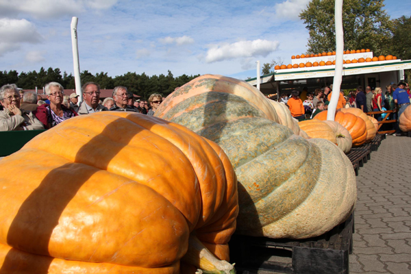 Pumpkin-weighing competition held in Berlin