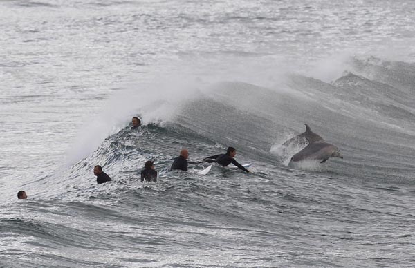 Amazing moment between surfers and dolphins