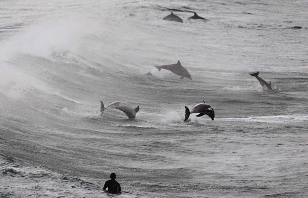 Amazing moment between surfers and dolphins