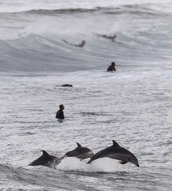 Amazing moment between surfers and dolphins