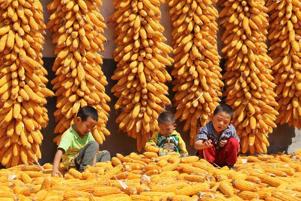 The golden season for harvesting