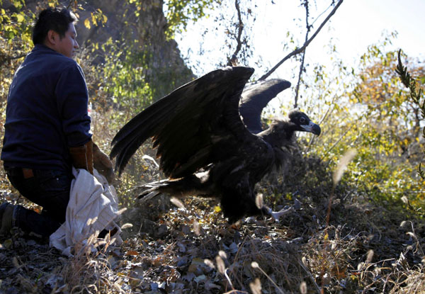 Vultures return to nature after rescue