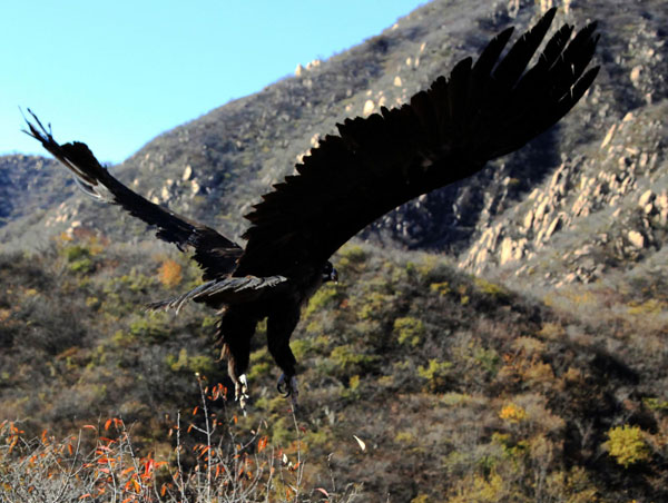 Vultures return to nature after rescue