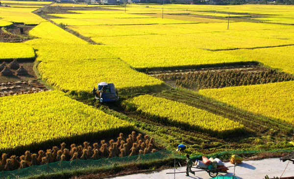 Jiangxi's grain output estimated to exceed record high