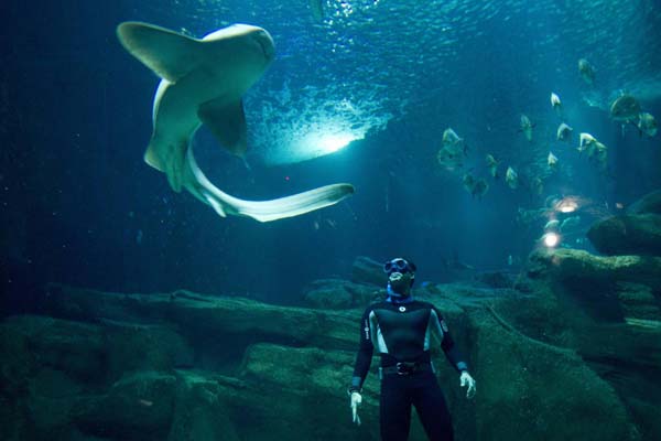 Diving champion swims with sharks