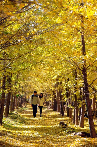 Golden autumn shimmers around China