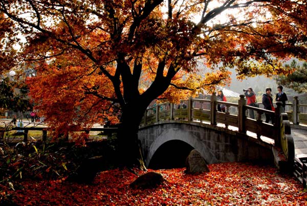 Golden autumn shimmers around China