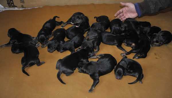 20 puppies a mastiff effort but no record