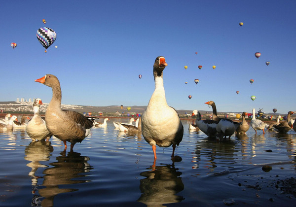 Int'l Hot-Air Balloon Festival held in Leon