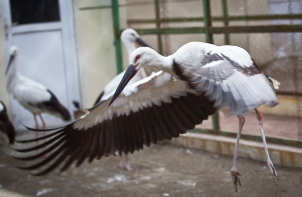 Rare storks set free after rescue