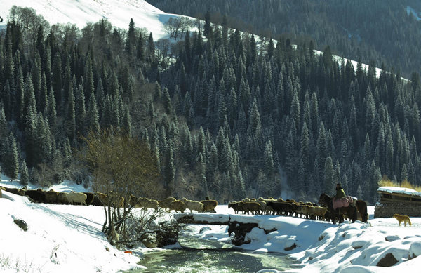 Herders, sheep flock move to winter pasture