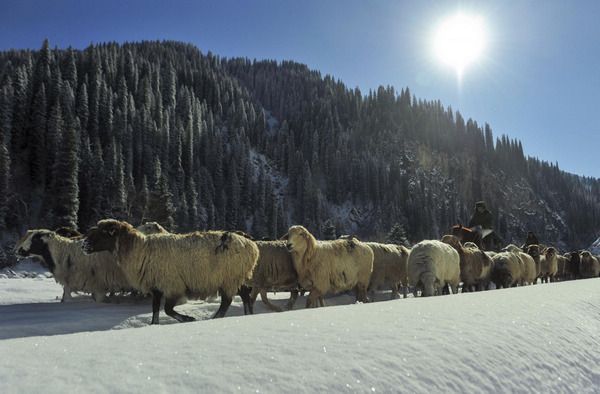 Herders, sheep flock move to winter pasture