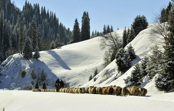 Herders, sheep flock move to winter pasture