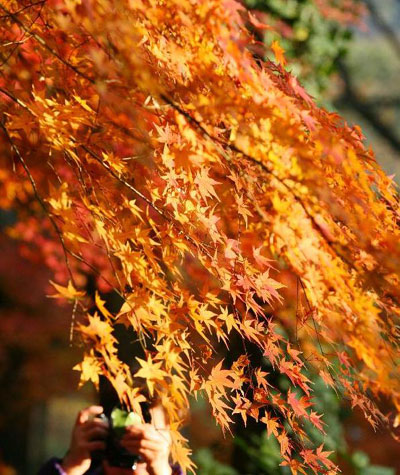 Maple leaves glow red in E China