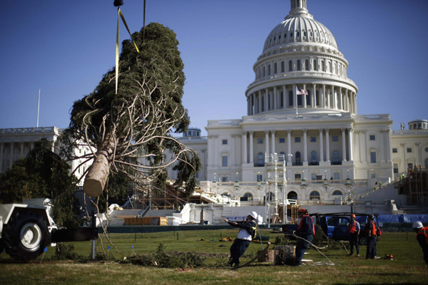 US Capitol Christmas tree installed