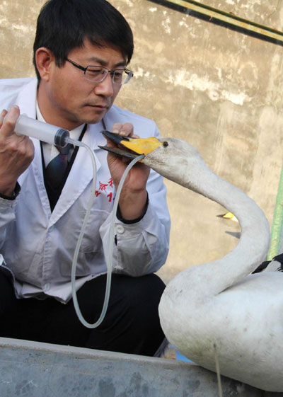 Helping birds in transit