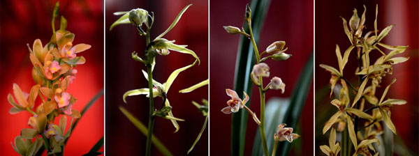 50 species of orchids from Taiwan displayed in Jinan