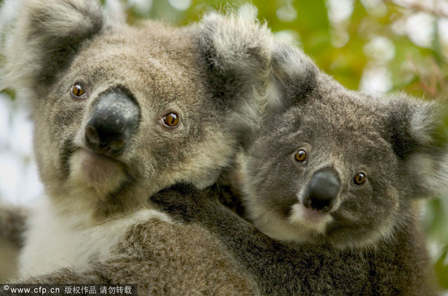 Magic of mothers and cubs