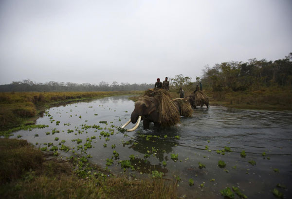 Elephants prepare for race in Nepal