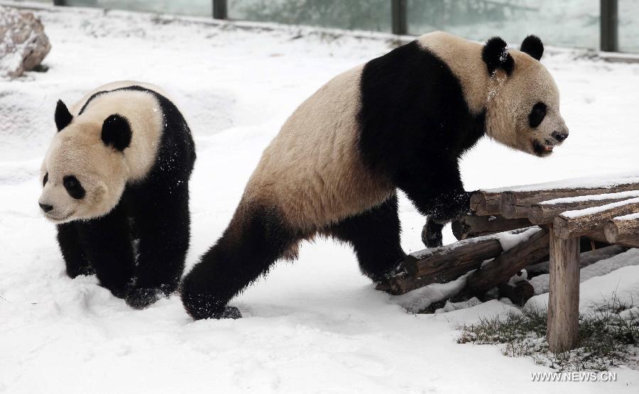 Snow brings joy to pandas