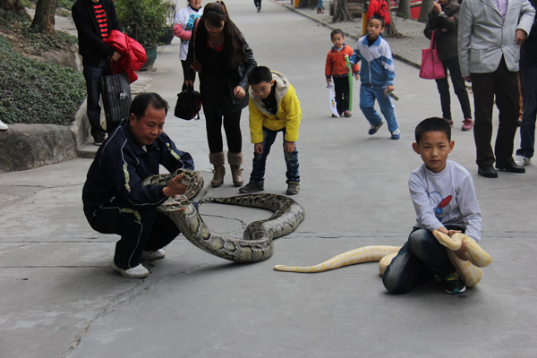 Let your child sleep with 4-meter python?