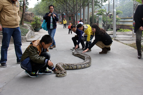 Let your child sleep with 4-meter python?[5]|chin