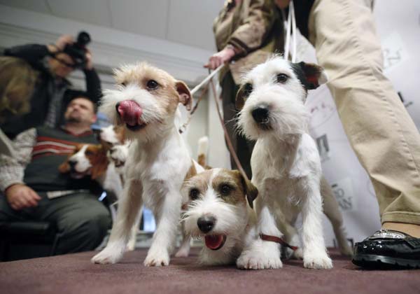 Annual dog show in New York