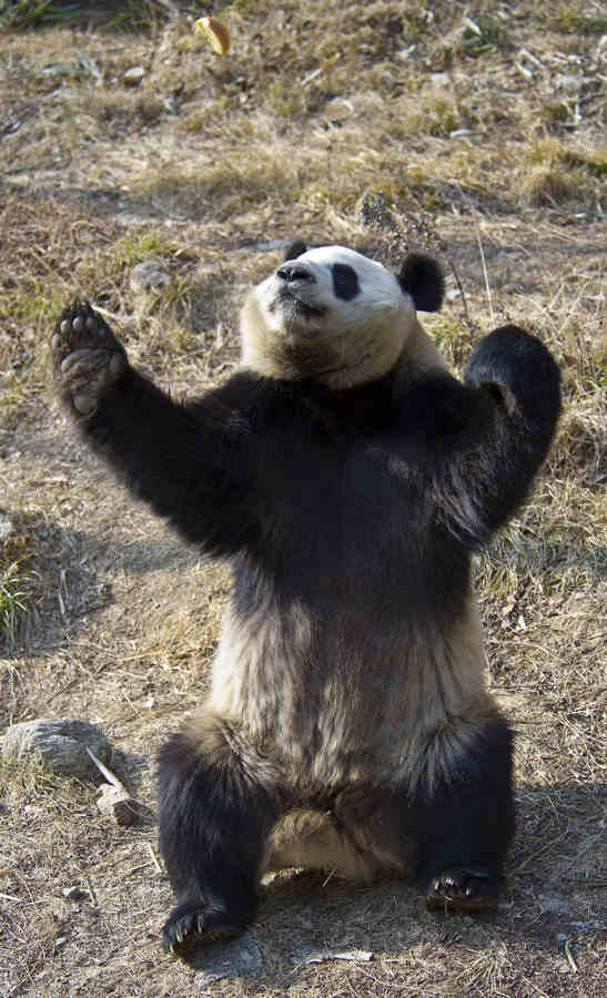Panda attends survival training course Panda attends survival training course