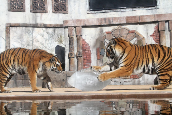 Tigers having fun with ice ball