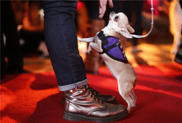 Dog Show
