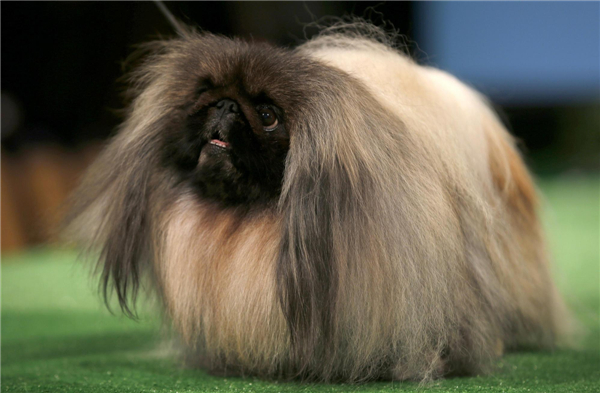 Dog Show