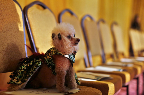 Dog Show