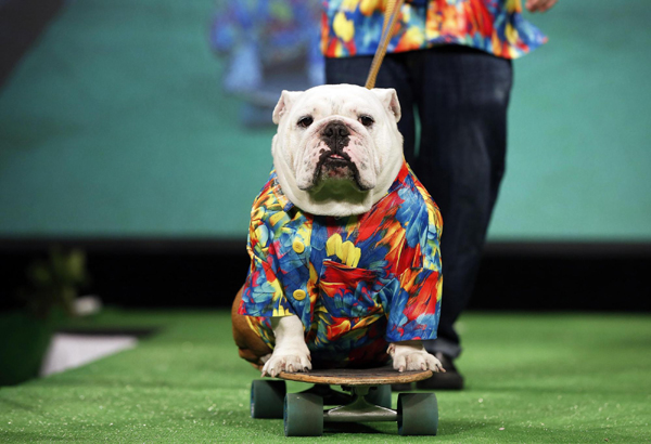 Dog Show