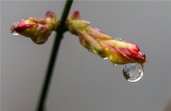 Flower buds bathing in rain