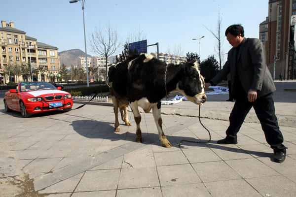 BMW owner protests with cow