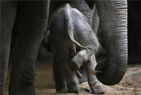 Newborn elephant calf at Prague Zoo