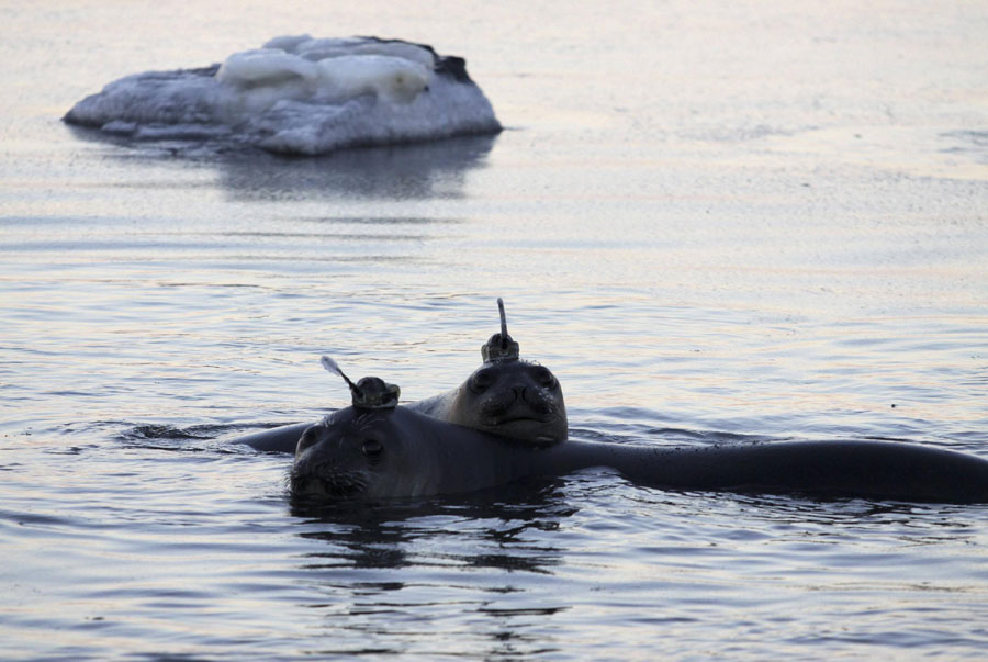 Elephant seals help collect ocean's data