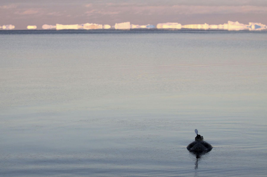 Elephant seals help collect ocean's data