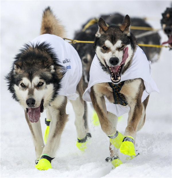 Iditarod dog sled race held in Alaska