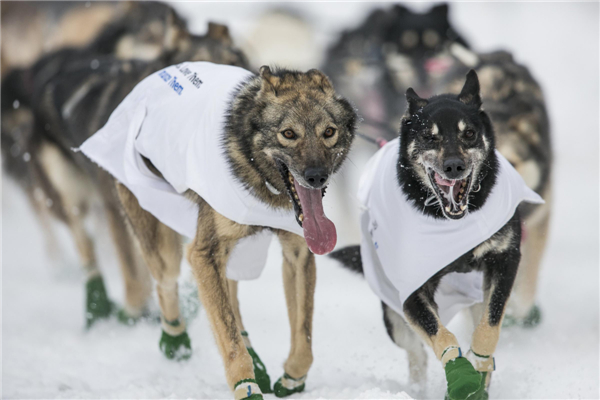 Iditarod dog sled race held in Alaska