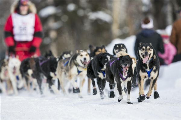 Iditarod dog sled race held in Alaska