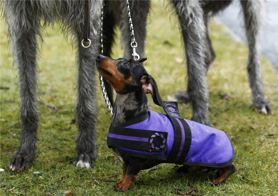 Crufts Dog Show kicks off