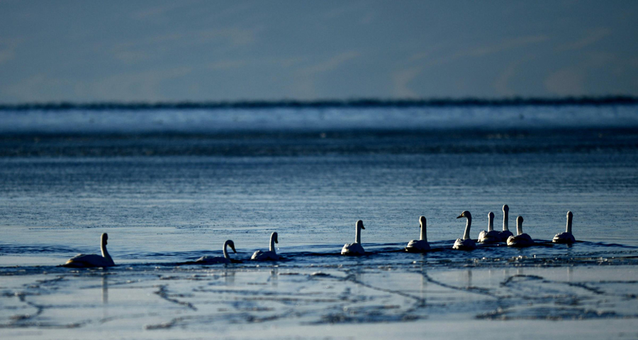 Ecological protection efforts of the past five years have helped expand the area of Qinghai Lake from 4,317.69 square meters in 2008 to 4,354.28 square meters in 2012, equaling six times the area of the famous West Lake in East China’s Hangzhou city. Qinghai Lake continues expanding